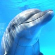 Lonely_Dolphin
